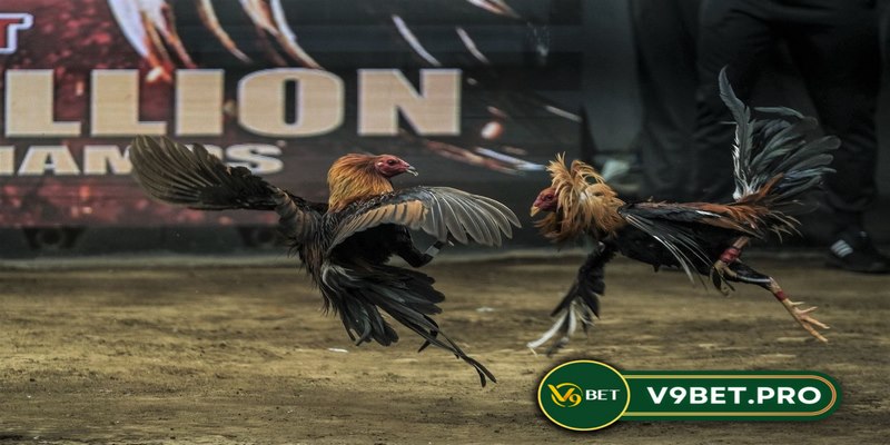 Đá gà V9bet là gì?