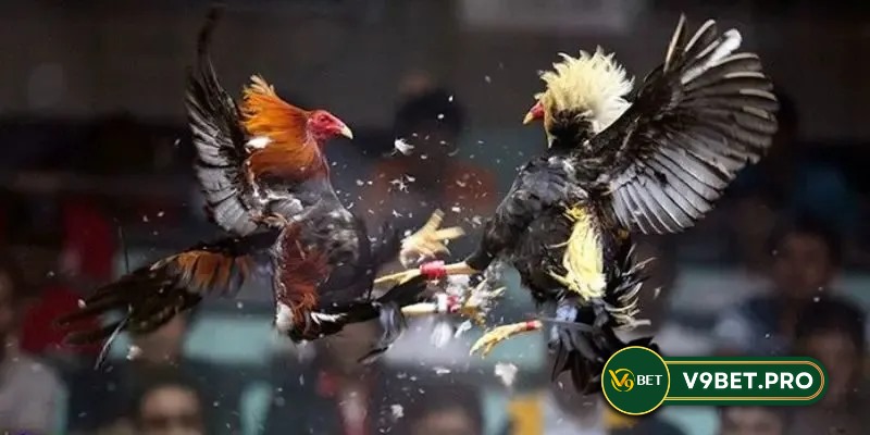 Đá gà V9bet an toàn hợp pháp