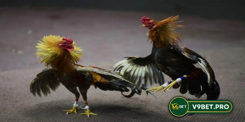 Bạn hãy chọn những chú kê có ngoại hình bắt mắt, lông mềm mại